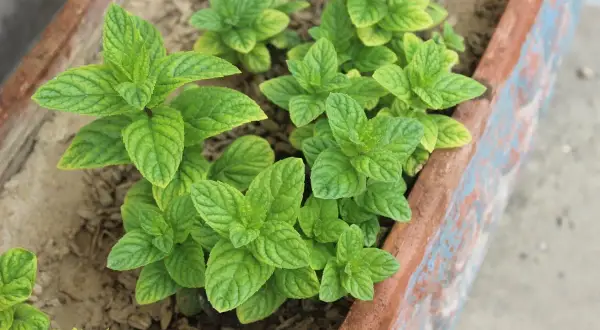 Menthe verte luxuriante dans une jardinière. Pour savoir comment couper la menthe pour qu'elle repousse, taillez juste au-dessus d'un nœud de feuilles.
