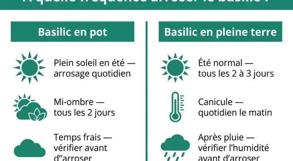 Guide pour l'arrosage du basilic en pot ou en pleine terre selon le soleil, la chaleur et la pluie.