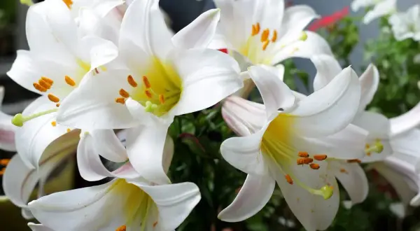 Magnifiques lys blancs aux étamines orangées. Que faire d'un lys après floraison ? Les bulbes peuvent être conservés pour l'année prochaine.