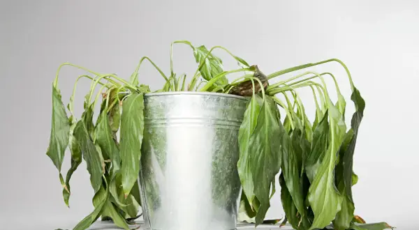 Plante flétrie dans un pot en métal, feuilles tombantes. Une image qui pose la question : pourquoi ma plante perd ses feuilles ?