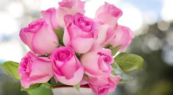 Un bouquet de roses roses tendres, symbolisant l'amour et la gratitude. Leurs pétales délicats évoquent la douceur d'un sentiment pur.