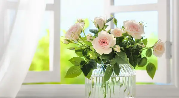 Un bouquet de roses pâles dans un vase en verre, près d'une fenêtre. Voici des astuces pour comment conserver des fleurs coupées.