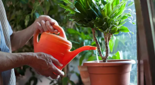 Maintenant, je m'occupe de l'arrosage des plantes d'intérieur. L'eau coule doucement de l'arrosoir orange vers la terre.