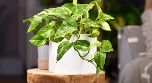 Une plante pour chambre aux feuilles vertes et panachées de blanc, dans un pot blanc, posée sur un rondin de bois.