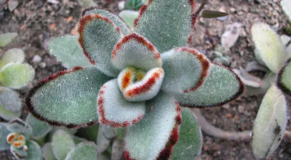 Plante succulente Kalanchoe tomentosa aux feuilles duveteuses, bordées de rouge.