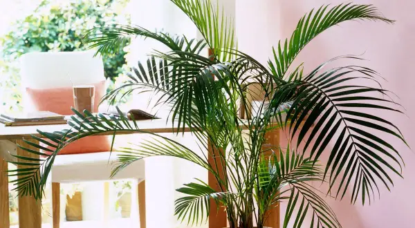 Un beau kentia, parfait pour un entretien facile et une touche tropicale dans votre bureau.