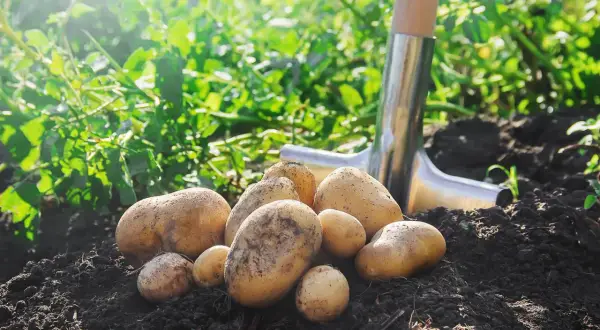 Un tas de pommes de terre fraîchement arrachées, prêtes pour la récolte. La pelle à côté indique le moment idéal quand ramasser les pommes de terre.