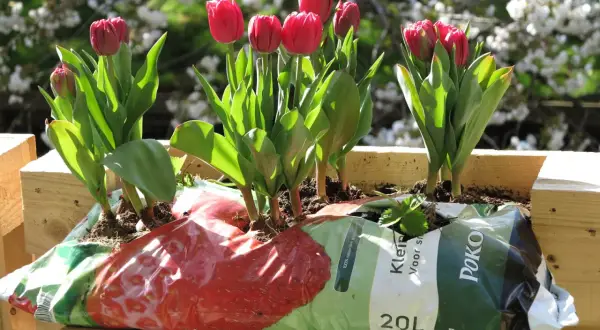 Des tulipes rouges éclosent dans un bac en bois, annonçant les bulbes de printemps.