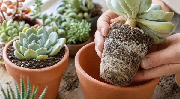 Mains rempotant une succulente, montrant ses racines et le terreau idéal pour succulentes.