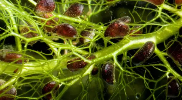 Détail de la plante carnivore la plus grande du monde, avec ses pièges sombres et ses fines vrilles vertes.
