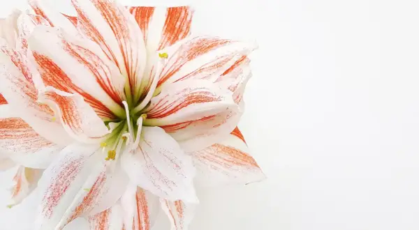 Une amaryllis rayée de blanc et de rouge, symbole de beauté et de fierté. Sa signification est éclatante.