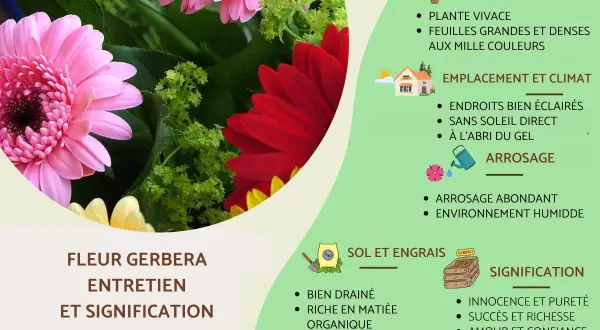 Gerbera : plante vivace d'intérieur ou extérieur, aux couleurs vives. Entretien et signification expliqués.