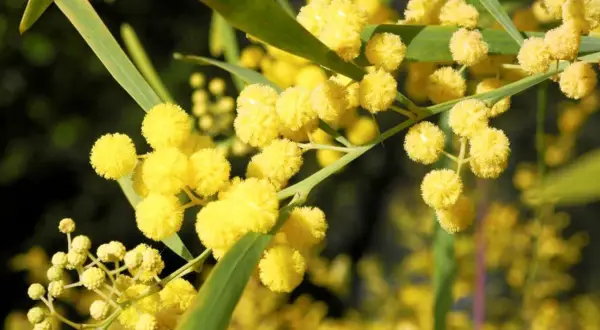 Des fleurs de mimosa jaunes et duveteuses, prêtes à être plantées en pleine terre.
