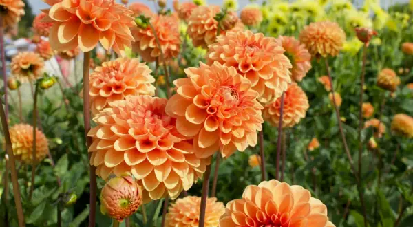 Champ de dahlias orange éclatants. La **dahlia signification** évoque la beauté, la dignité et la force.