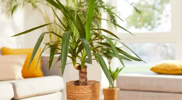 Un élégant yucca d'intérieur, avec ses longues feuilles vertes, trône sur une table basse en bois. Derrière, un canapé confortable et des coussins jaune vif créent une ambiance chaleureuse.