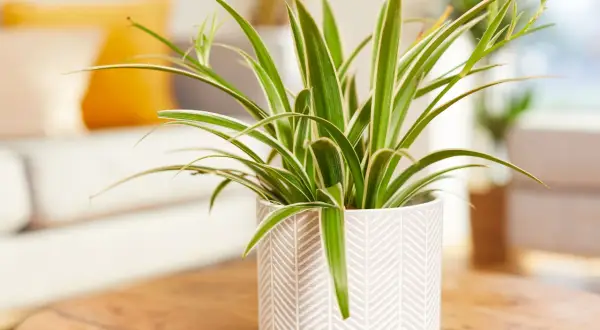 Un chlorophytum comosum, plante araignée aux feuilles vertes et blanches, trône dans un pot décoratif sur une table en bois.