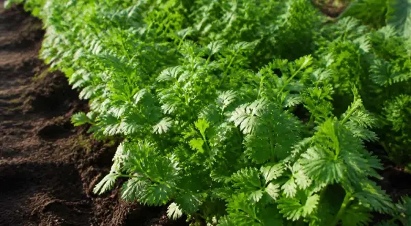 Légumes verts frais poussent dans le sol. La culture de coriandre est en pleine croissance, prête à être récoltée pour ajouter de la saveur.