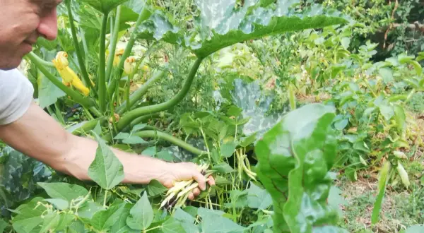 Un homme récolte des haricots verts dans un potager luxuriant. Il est en train de planter des haricots verts pour la prochaine récolte.