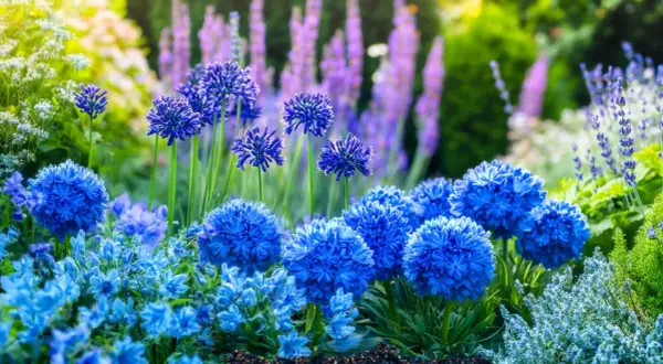 Un parterre de jardin baigné de soleil, où une **fleur bleue** ronde et éclatante côtoie d'autres fleurs bleues plus délicates et des épis violets en arrière-plan.
