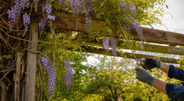 Grappes de glycine violette tombant d'une pergola en bois, mains gantées taillant une branche.