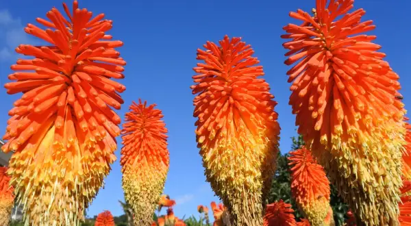Des fleurs aux couleurs flamboyantes, comme un tison du diable, s'élèvent vers le ciel bleu.