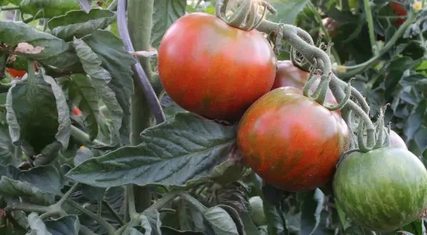 Gros fruits striés sur un pied de tomate, certains rouges, d'autres encore verts. Le soleil brille à travers les feuilles.