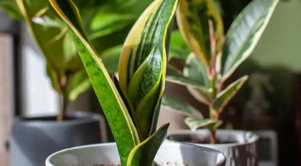 Plantes d'intérieur aux feuilles vertes et jaunes, dont des types de dracaena, dans des pots blancs et gris.
