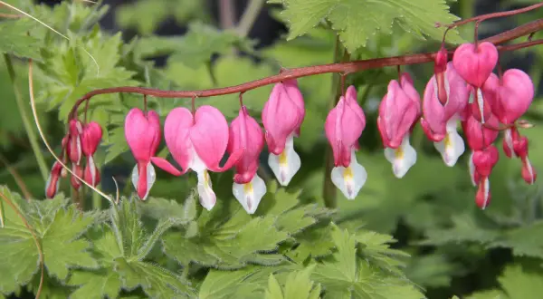 Grappe de fleurs roses en forme de cœur de Marie, pendantes sur une tige rouge, avec des feuilles vertes floues en arrière-plan.