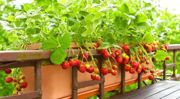 Fraisiers remontants en pleine floraison sur un balcon, prêts à être dégustés. Quand planter fraisier remontant pour une récolte abondante ?