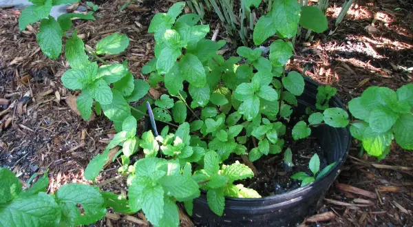 Plante de menthe verte et luxuriante poussant dans un pot noir, entourée de copeaux de bois.