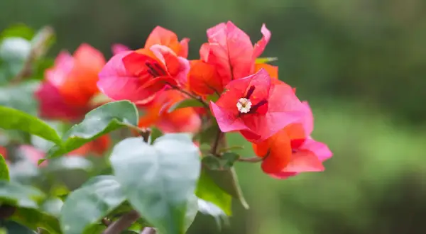 Bougainvilliers aux couleurs vives, une magnifique fleur de juillet épanouie sur un fond vert flou.