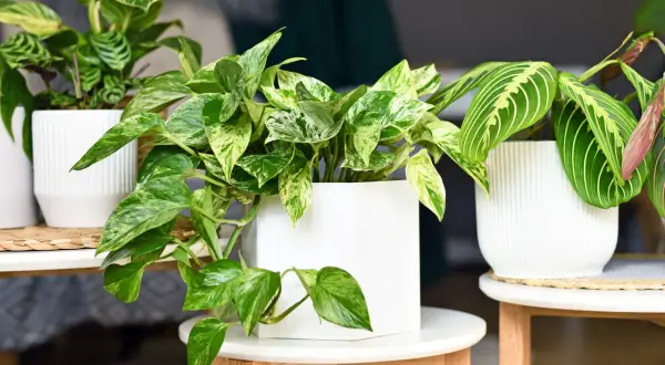Plantes d'intérieur et d'extérieur aux feuilles vertes et panachées, dans des pots blancs modernes.