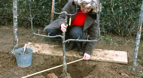 Une femme plante un jeune arbre fruitier. C'est le bon moment pour savoir quand planter arbre fruitier.