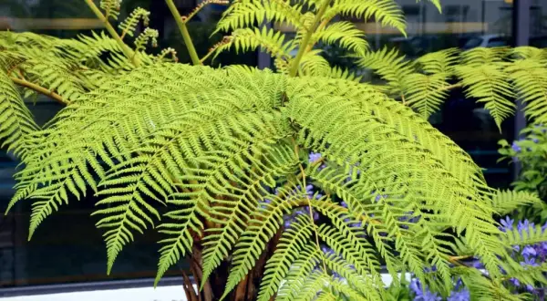 Gros plan sur les frondes luxuriantes d'une fougère arborescente, d'un vert vif, avec des touches de fleurs bleues en arrière-plan.