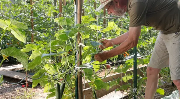 Un jardinier attache des tiges pour cultiver les concombres en hauteur. Les fruits verts pendent le long des supports.