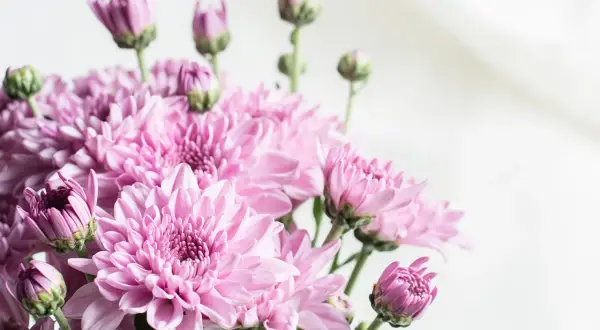 Un bouquet de chrysanthèmes roses, symbolisant la joie et la sérénité. Le chrysanthème signification est souvent liée à l'amitié et à la fidélité.
