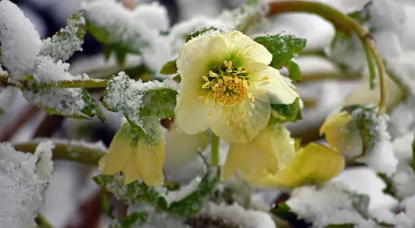 Fleur du mois de janvier, une rose de Noël blanche et jaune, émerge de la neige.