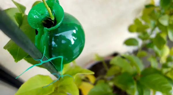 Bouturer un citronnier dans l'eau avec une capsule verte. Une nouvelle vie pour cette branche.