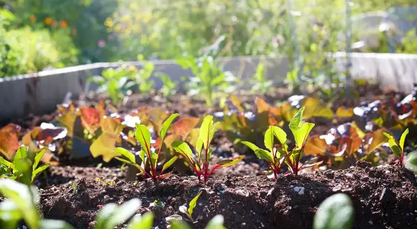 Jeunes pousses de betteraves, parfaites à planter en avril. Le soleil illumine ce potager prometteur.