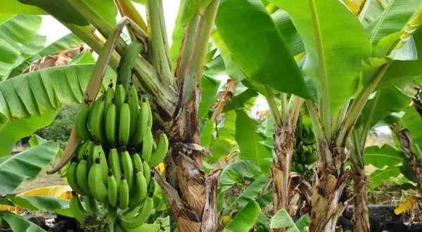 Un bananier porte une grappe de bananes vertes. Les grandes feuilles vertes créent un paysage luxuriant, évoquant le plaisir de planter un bananier.