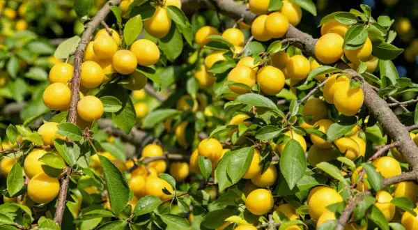 Un mirabellier bien chargé de fruits jaunes. Combien de temps pour avoir des fruits ? Souvent 3 à 5 ans après plantation.