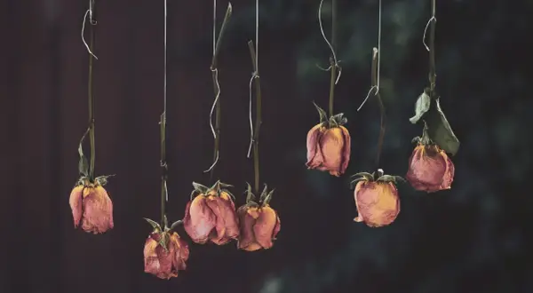 Huit roses séchées, suspendues par des fils, illustrent comment faire sécher une rose pour préserver sa beauté fanée.