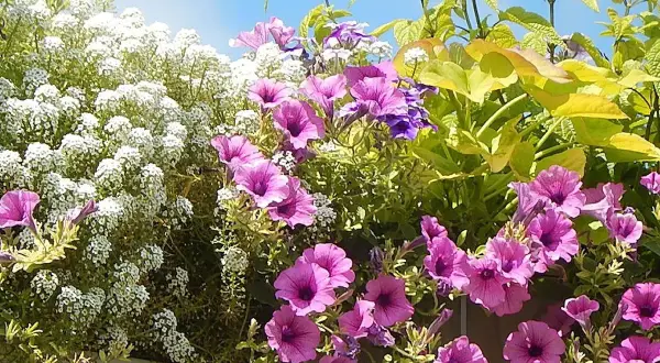 Un mélange coloré de pétunias roses et violets, d'alyssum blanc et de feuillage doré, parfaites plantes pour terrasse ensoleillée.