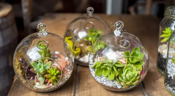 Trois terrariums fermés en verre abritent des succulentes et de petites décorations, créant des mondes miniatures.