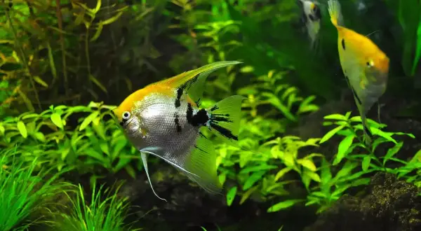 Poisson ange argenté et doré nageant parmi la plante aquarium luxuriante.