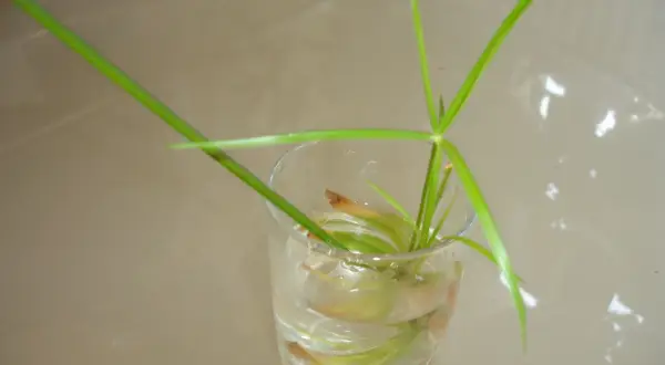 Une bouture de papyrus, avec ses longues tiges vertes, est en train de prendre racine dans un verre d'eau.