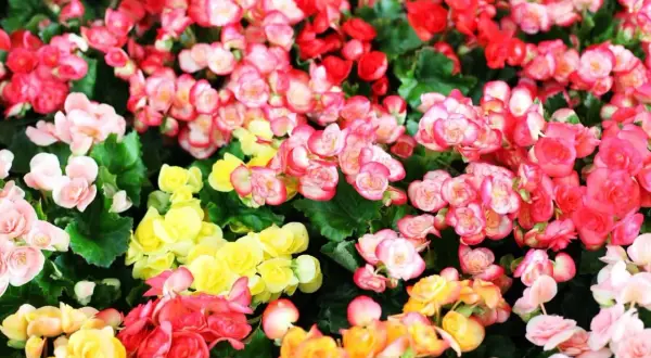 Un parterre de bégonias aux couleurs vives, roses, rouges et jaunes. Le bégonia signification est souvent liée à la joie et à la gratitude.