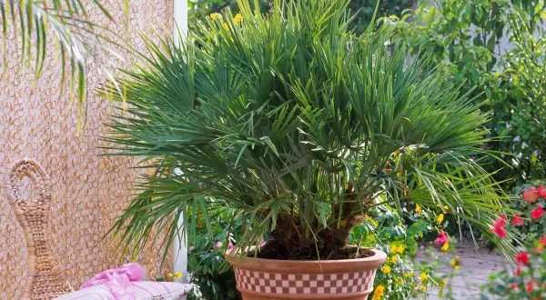 Un beau Trachycarpus fortunei, un palmier luxuriant en pot, orne un patio ensoleillé, entouré de fleurs colorées et d'un fauteuil en rotin.