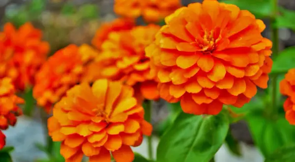 Un bouquet de fleurs orange éclatantes, comme des soleils miniatures, illumine le jardin.