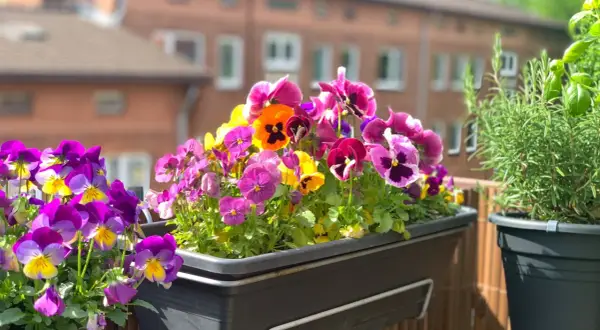 Un joyeux mélange de pensées aux couleurs vives, une véritable fleur de juin, égaie un balcon ensoleillé.